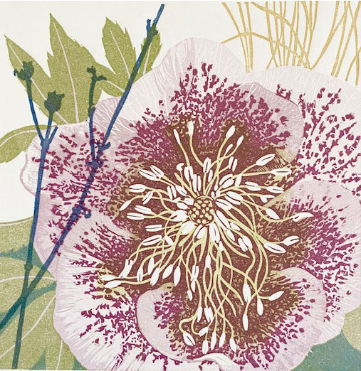 Hellebore