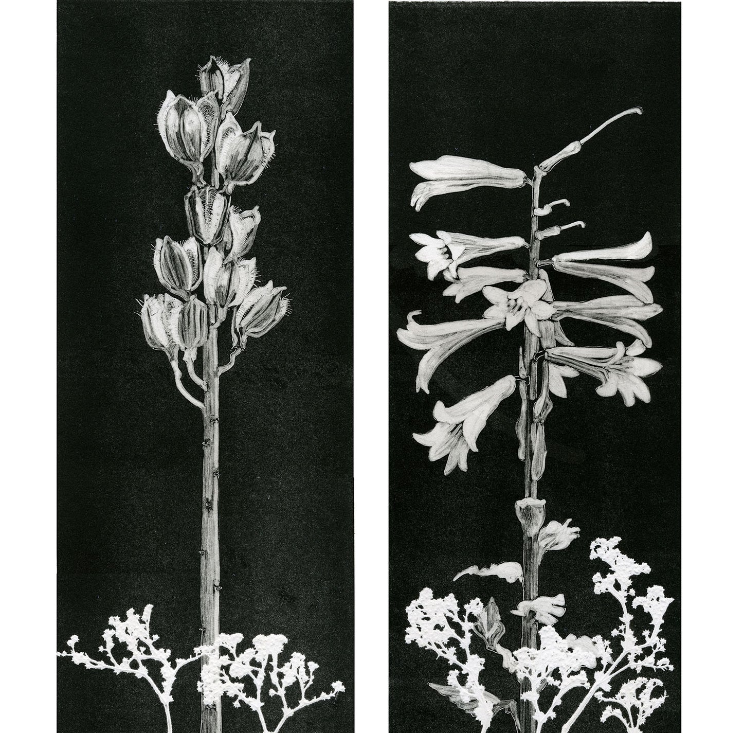 Himalayan Lily