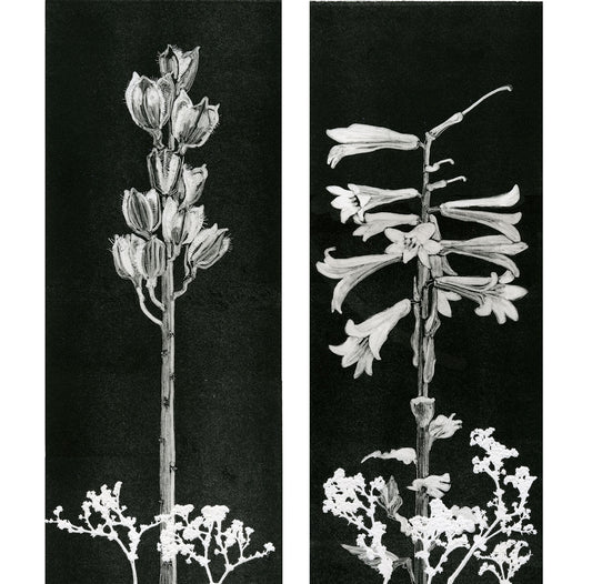 Himalayan Lily