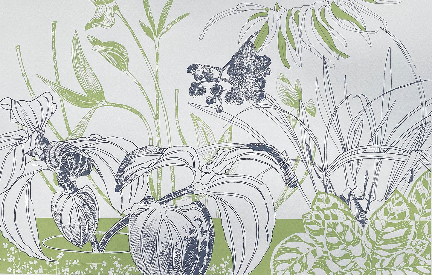 Liverpool's Botanic Garden collection 3
