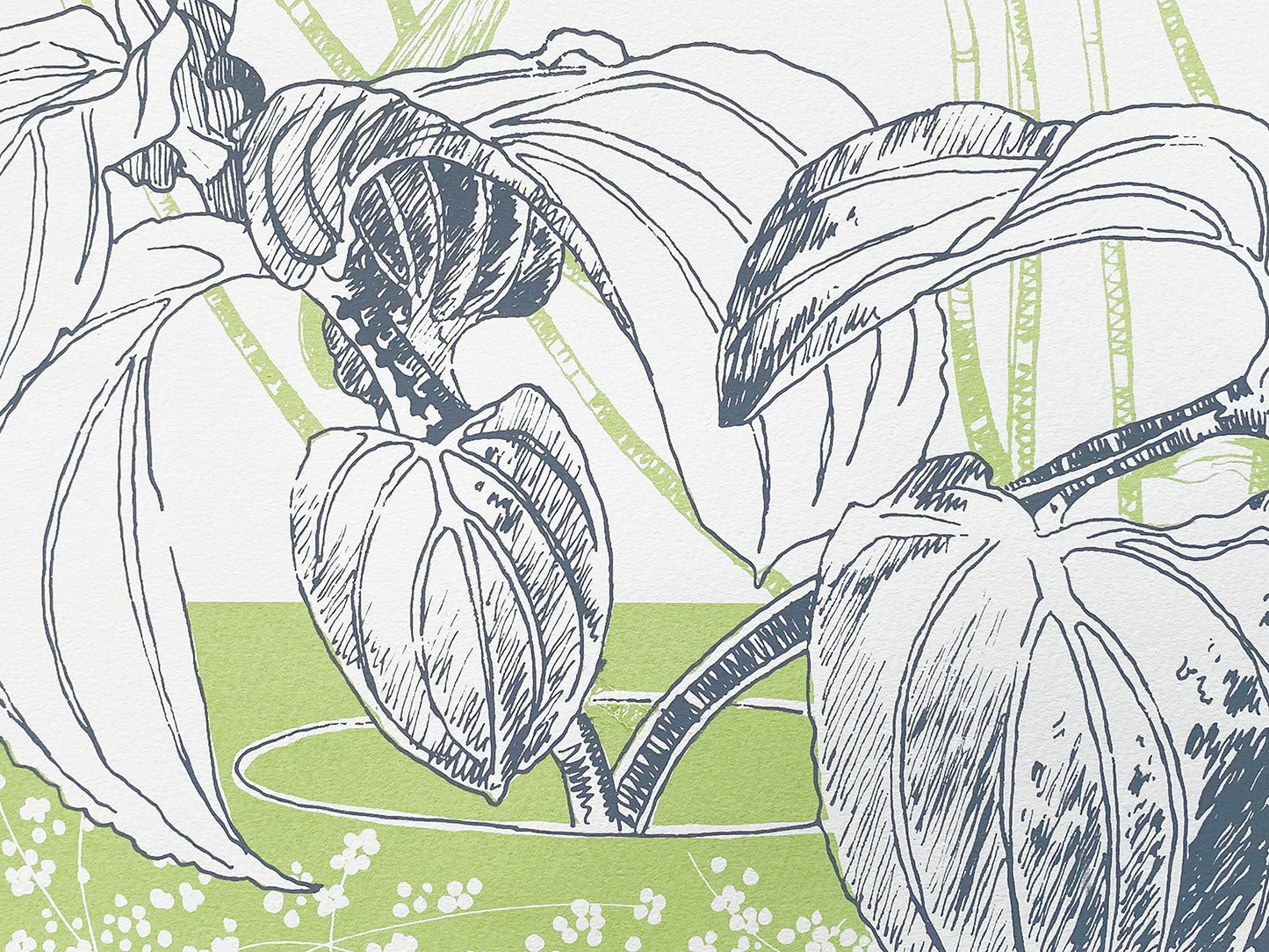 Liverpool's Botanic Garden collection 3